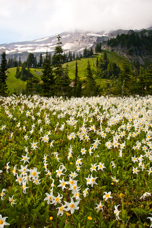 White Fawn Lilys And Mount Rainier